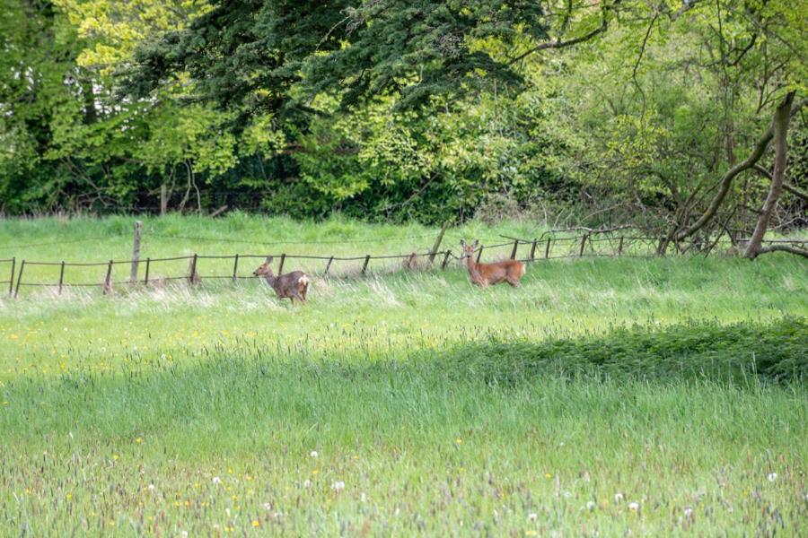 Home Farm Boreham Warminster Exterior foto